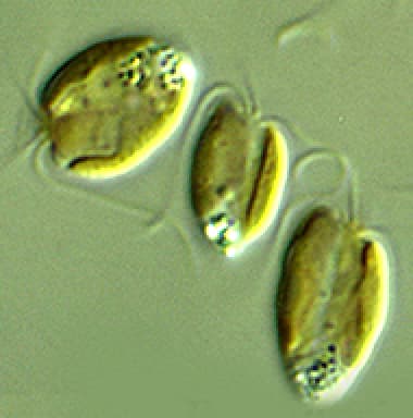 Prymnesium parvum