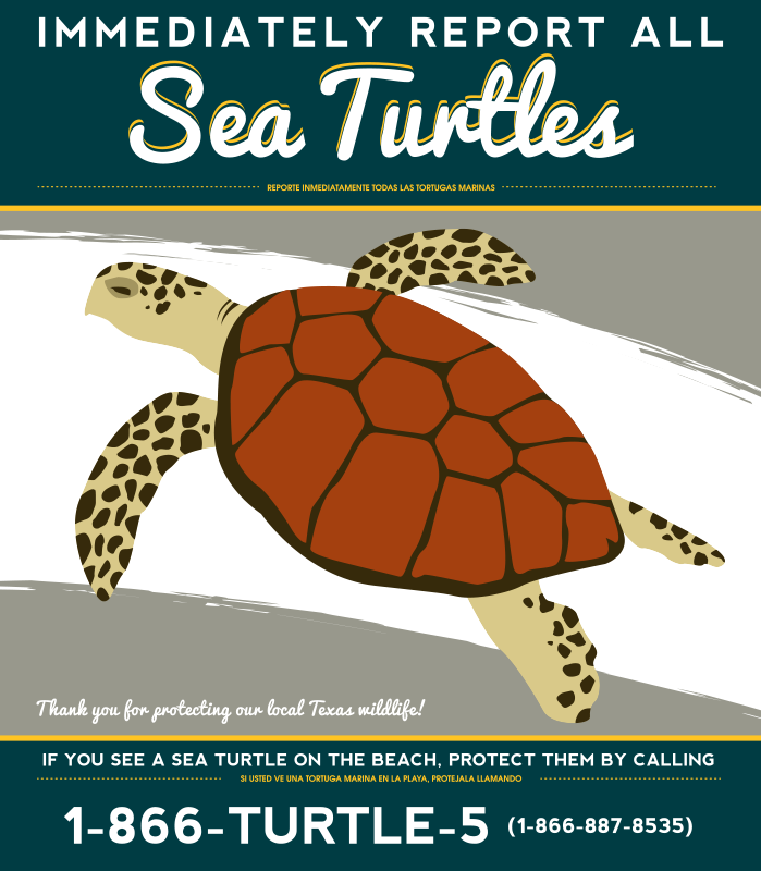 Sea Turtles Report flyer 