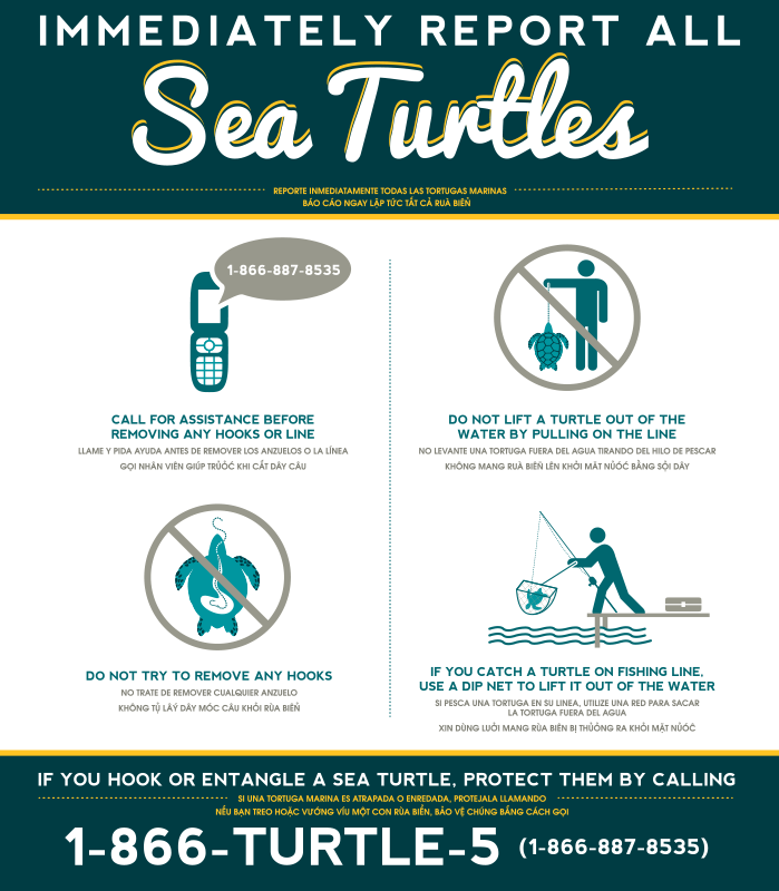 Sea Turtles Report flyer 2