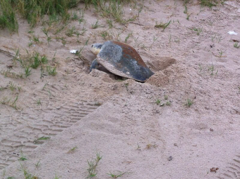 Turtle Responses photo 5