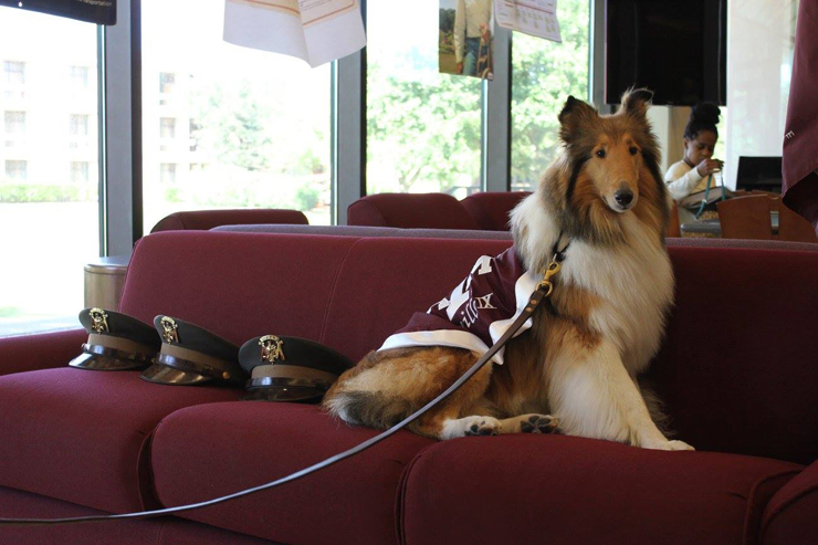 Reveille IX officially ends her reign as First Lady of Texas A&M University