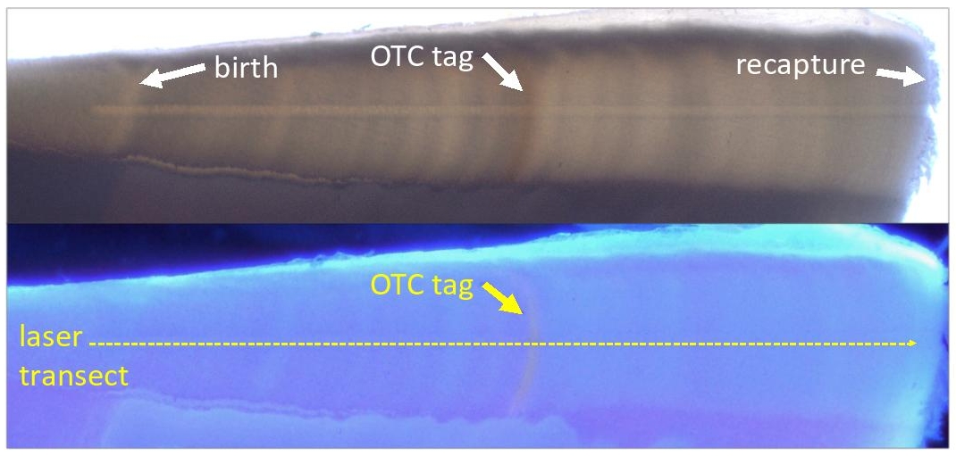 vertebral chemistry