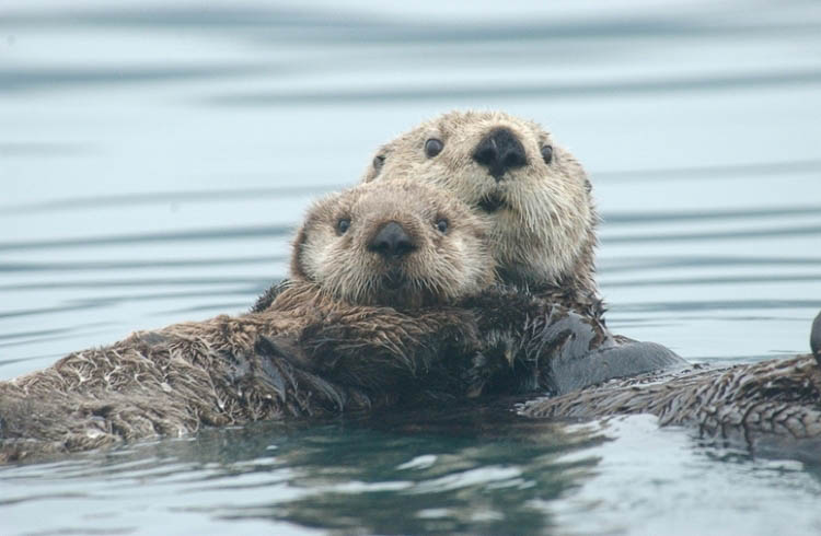 A sea otter and her pup float in Alaska's Prince William Sound