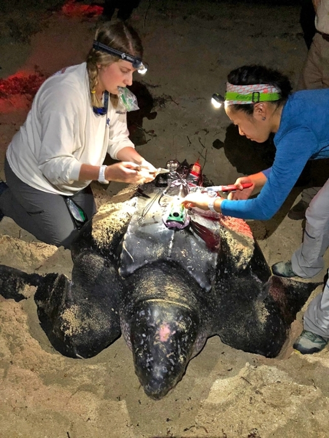 Asada, right, and another research member attach video recording and tracking equipment to a leatherback sea turtle in St. Croix, USVI. 

(Endangered Species Research Permit and IACUC approval: DFW16022X, DFW17038X, TE58576B-0, and IACUC2015-0029; white light explicitly utilized for instrumentation purposes.)
