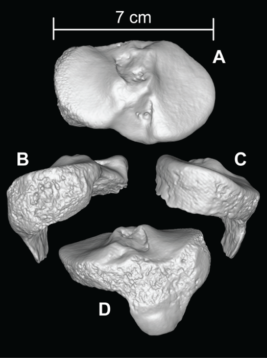 Images of the Lucayan shin bone dated by Sullivan