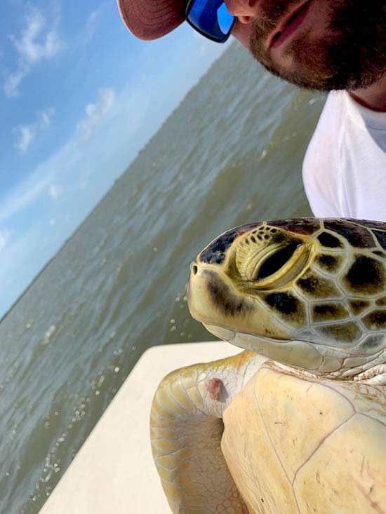 A member of the Gulf Center for Sea Turtle Research poses with a turtle