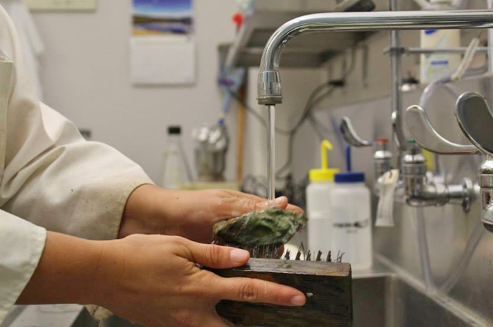 Texas A&M University at Galveston Seafood Safety Lab Manager Mona Hochman '94 cleans an oyster before testing it for certain bacteria. 