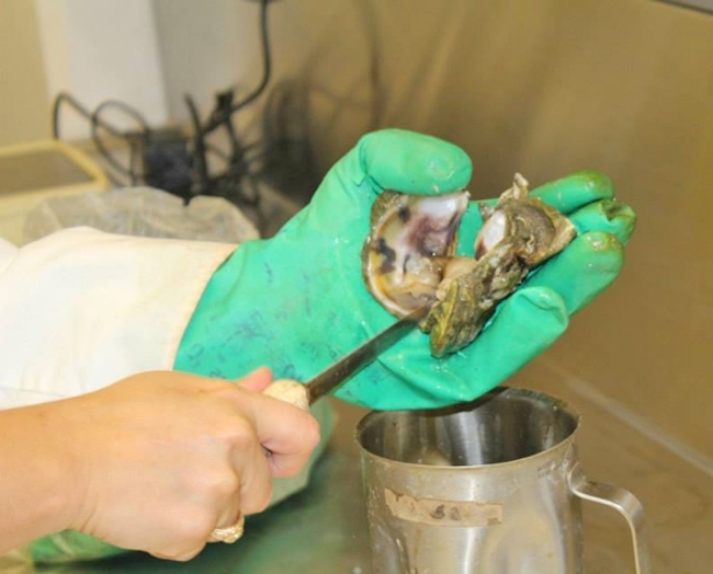 Hochman uses a knife to pry open an oyster shell in Texas A&M-Galveston's Seafood Safety Lab. 
