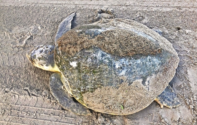 A critically-endangered Kemp's ridley sea turtle seen on a Galveston beach this past summer. With the help of the forthcoming Texas A&M-Galveston Gulf Center for Sea Turtle Research short-term sea turtle hospital, stranded, ill or injured sea turtles will have the time and veterinary assistance to be rehabilitated and released back into the wild. 