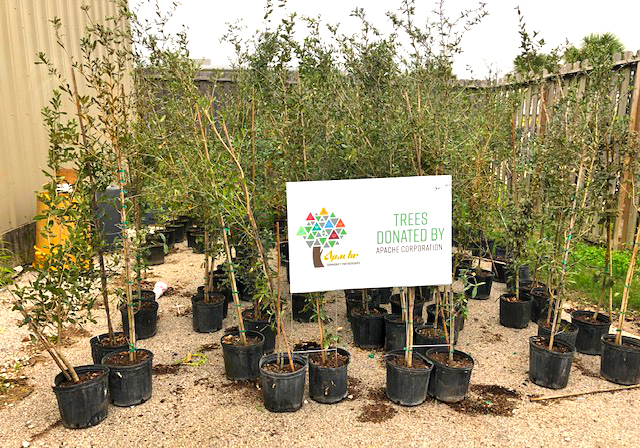 Through its tree grant program, the Apache Corporation has donated 100 trees for TAMUG students to plant and beautify campus during their fifth annual Small Event, a student service project, this Saturday. 
