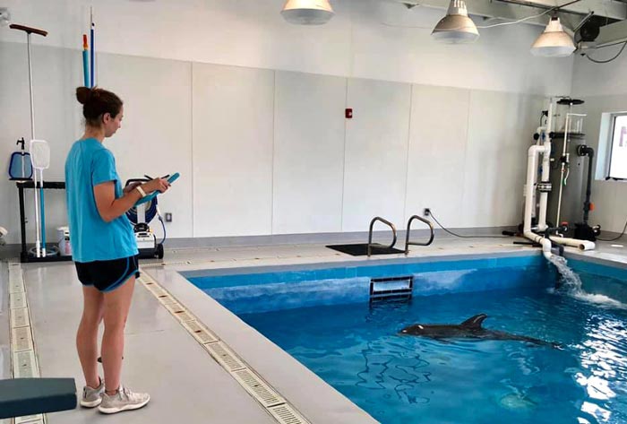 Texas A&M University at Galveston student Clare Shea '20 observes a dolphin in the care of the Texas Marine Mammal Stranding Network during her time as an intern with the organization. 