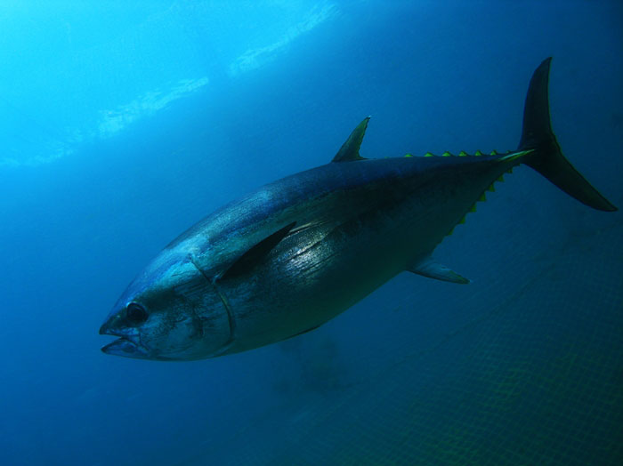 A Pacific bluefin tuna