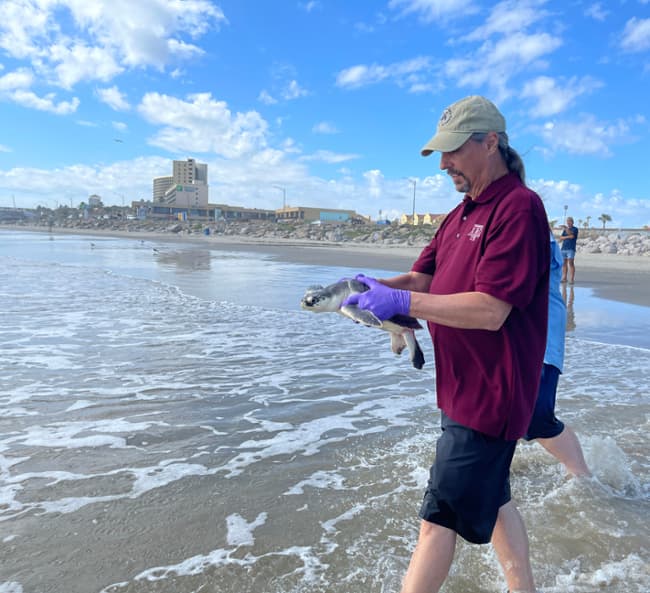 Texas A&M University at Galveston Executive Director of Information Technology John Kovacevich carries a sea turtle into the Gulf of Mexico after it was treated & rehabilitated from a cold stun at the Gulf Center for Sea Turtle Research. 