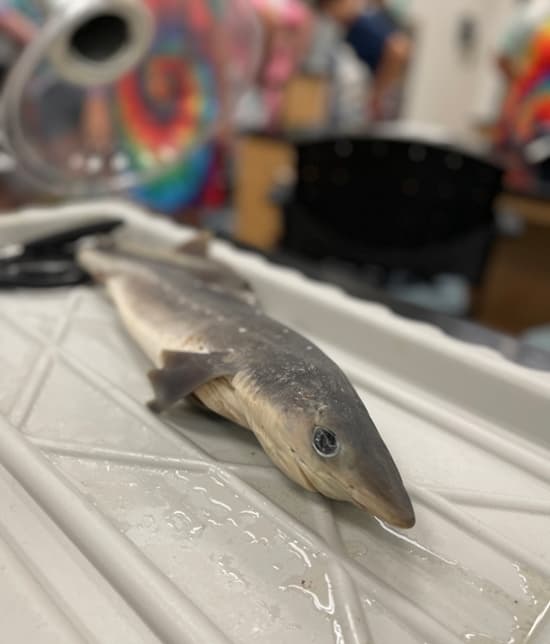 Campers got the opportunity to dissect spiny dogfish sharks to learn all about the biology and physiology of the species. 