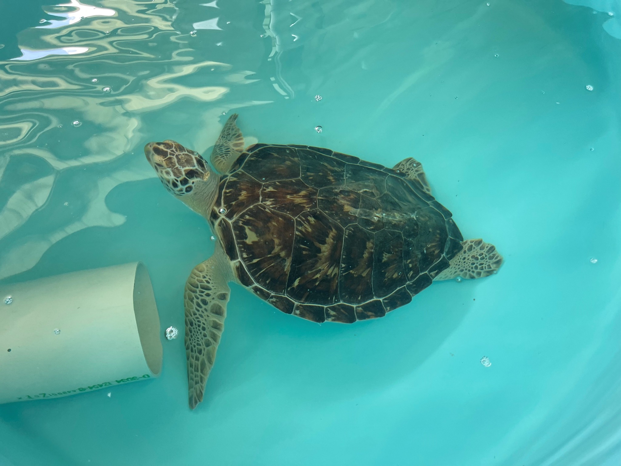 Photo of Slash the green sea turtle swimming in his tank at the Gulf Center for Sea Turtle Research