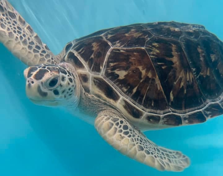 Slash, a juvenile green sea turtle in the care of the Gulf Center for Sea Turtle Research.