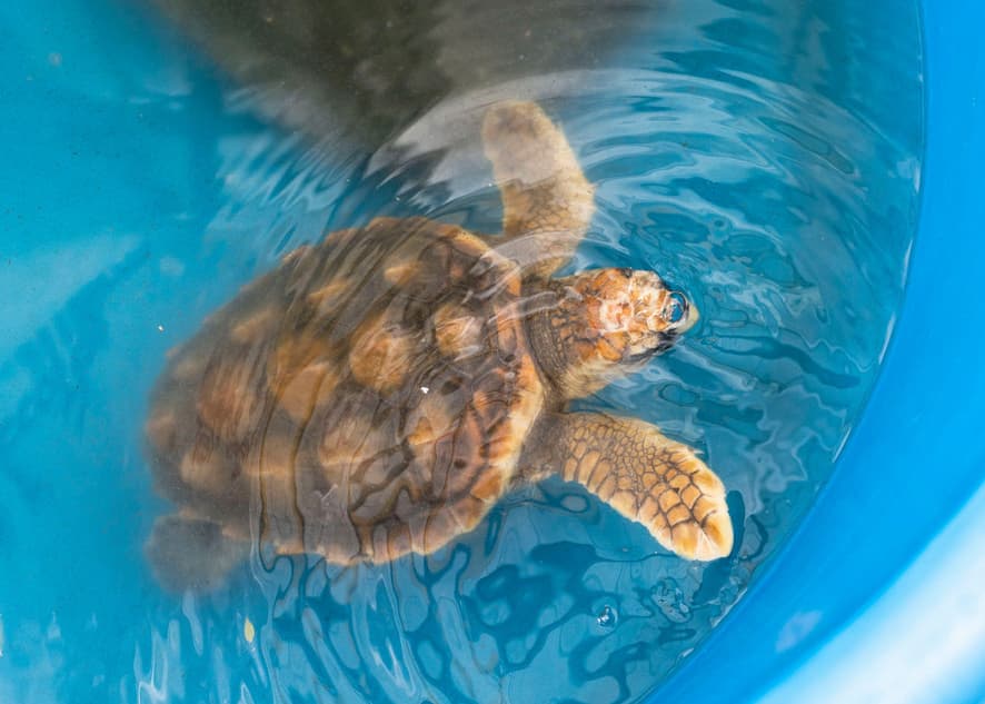 Image for 'Endangered Sea Turtle Stranded In Wales To Be Released In Texas ' article.