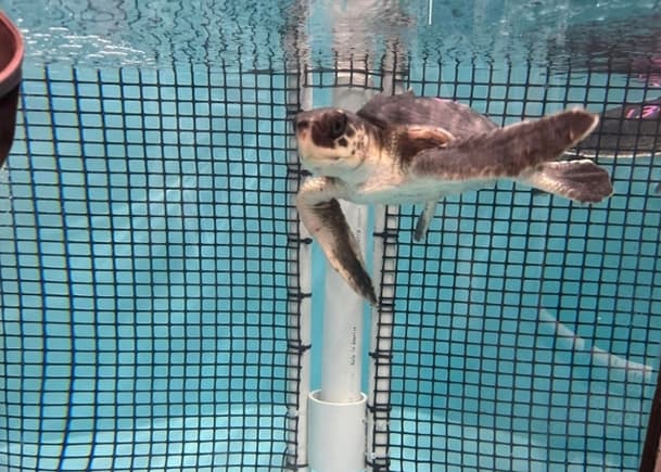 A Kemp's Ridley sea turtle swimming in a tank at the Gulf Center for Sea Turtle Research. 
