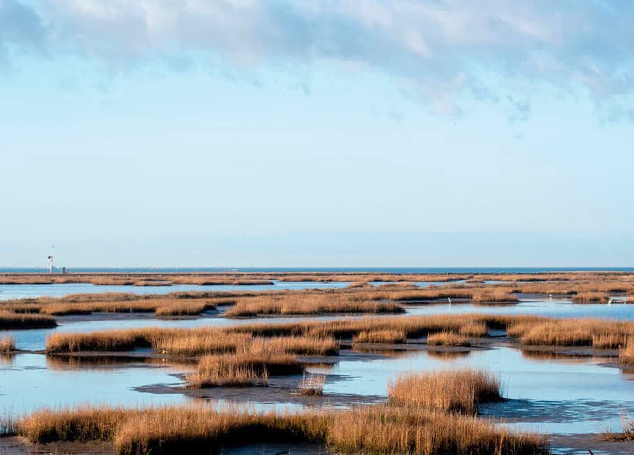 Image for 'Celebrate Wetlands On World Wetlands Day' article.